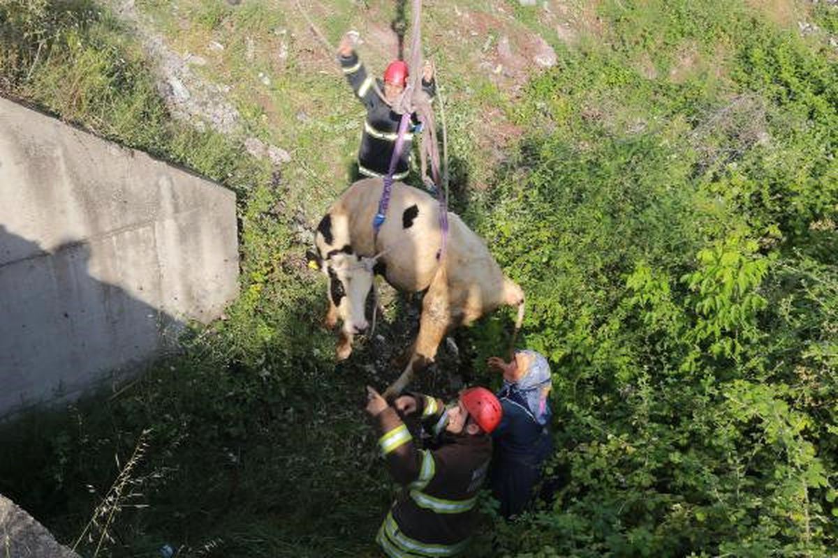 Dereye Düşen İneği İtfaiye Kurtardı