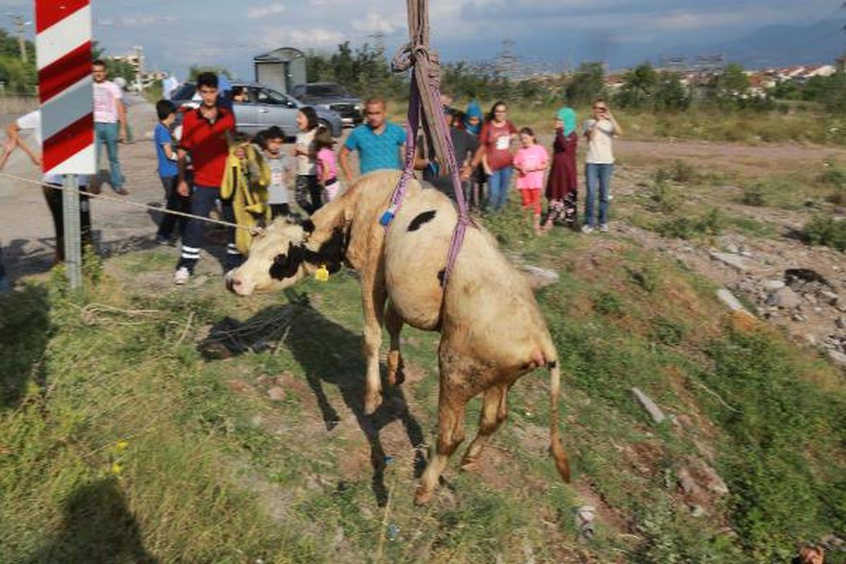 Dereye Düşen İneği İtfaiye Kurtardı
