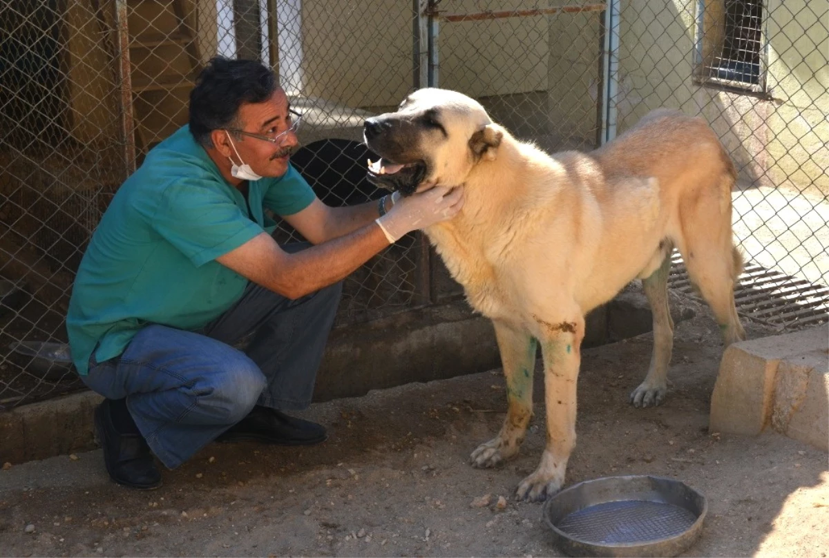 Felçli Sokak Köpeği Hayvan Barınağında Sağlığına Kavuştu