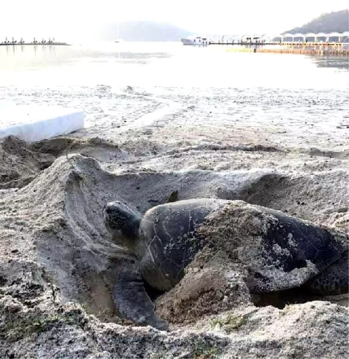 Fethiye\'de Caretta Caretta Yuvası Koruma Altına Alındı