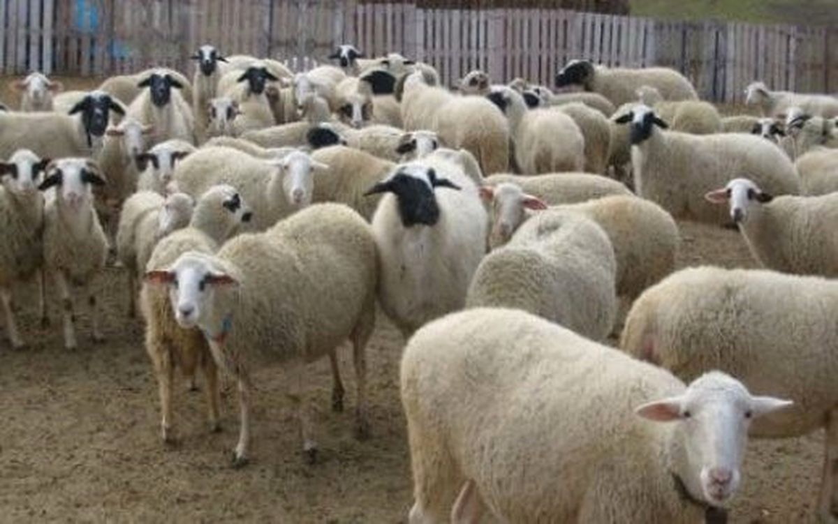 İnternet Üzerinden Küçükbaş Hayvan Dolandırıcılığı