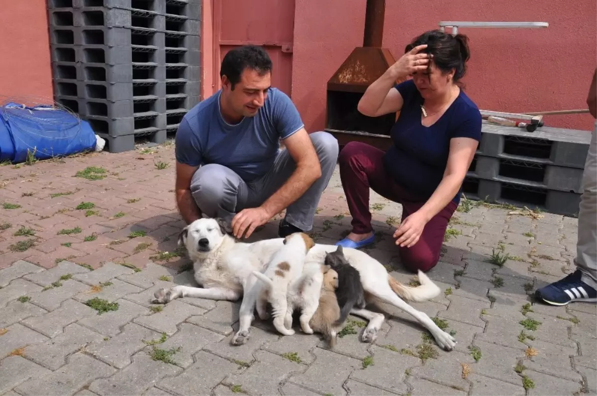 Köpekten İnsanlık Dersi