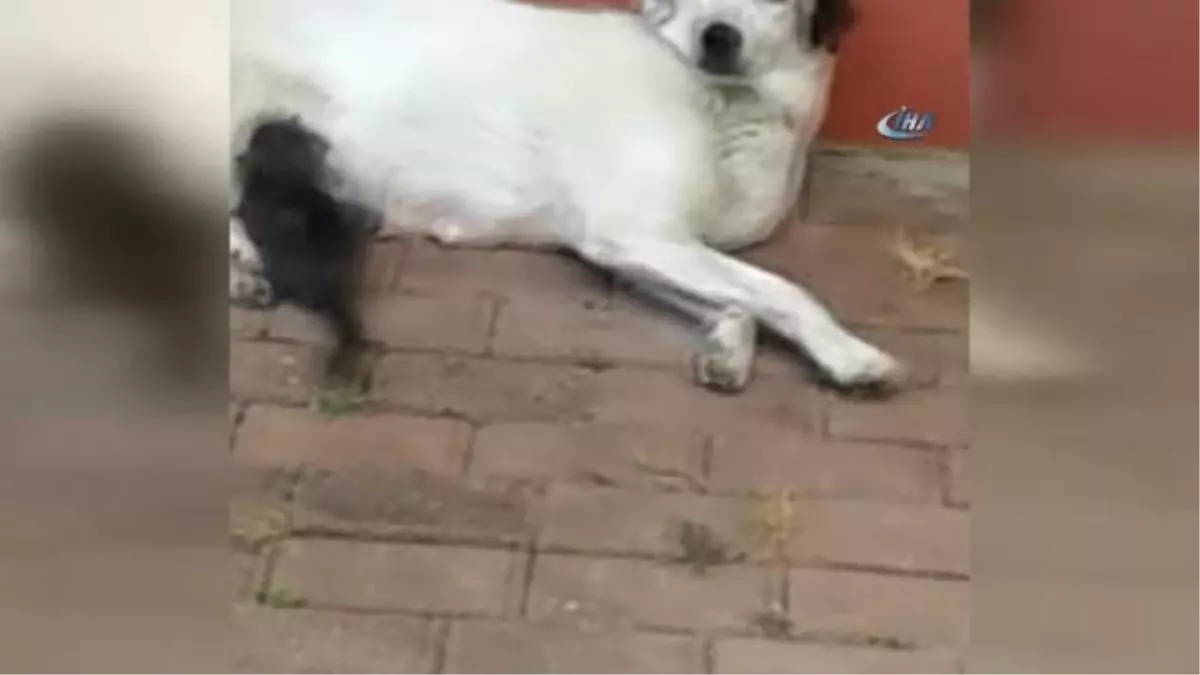 Köpekten İnsanlık Dersi