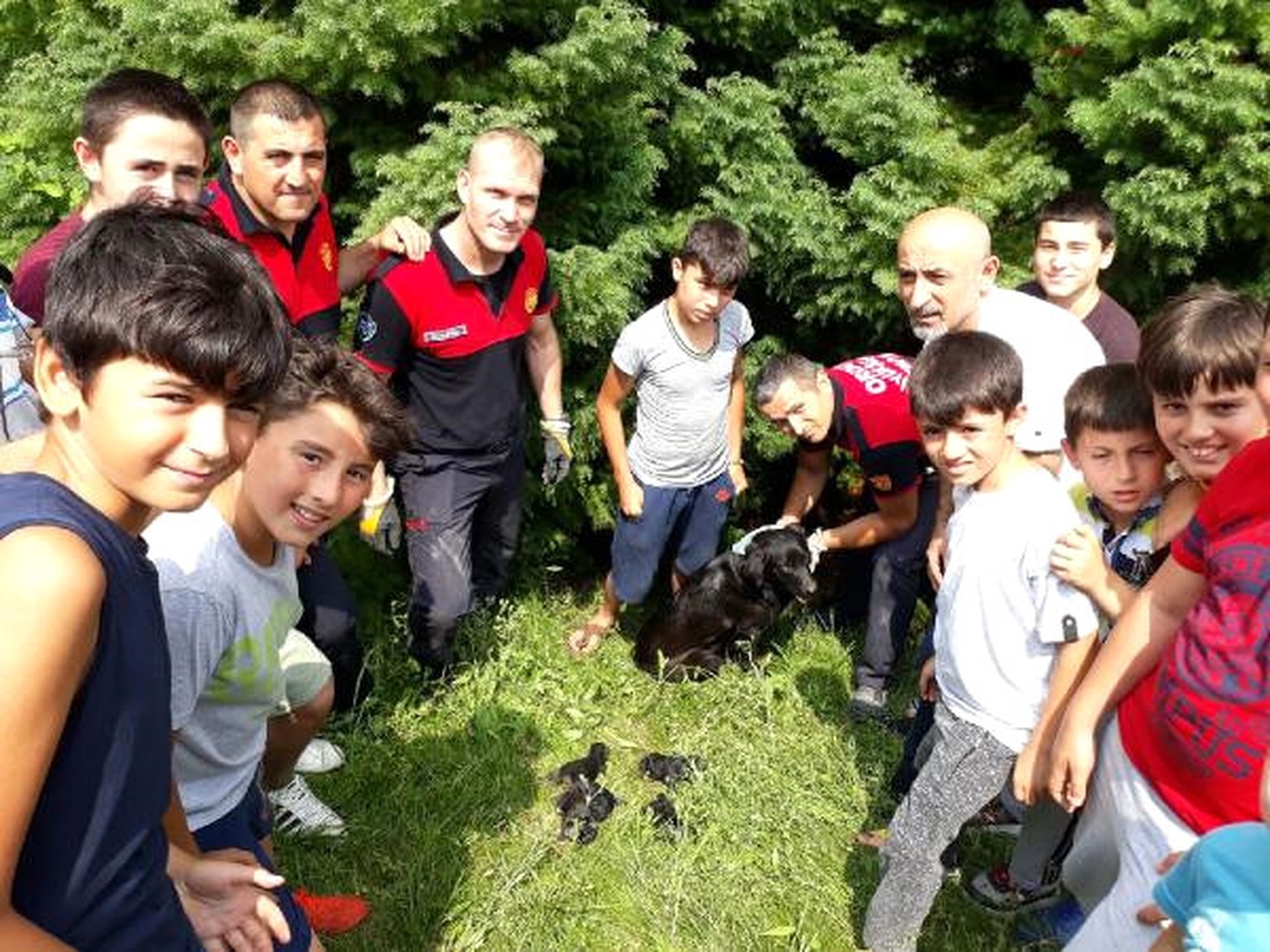 Mahsur Kalan Köpekleri İtfaiye Kurtardı