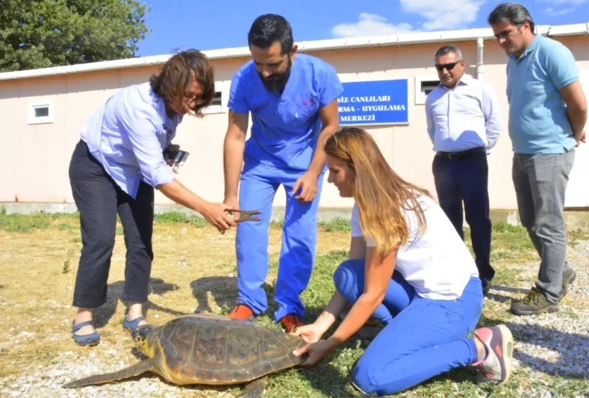 2 Deniz Kaplumbağası Denize Geri Döndü