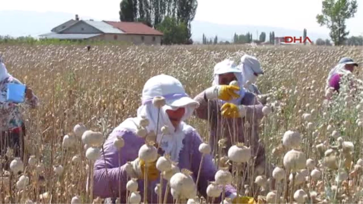 Afyon Haşhaş Ekim Alanı Azaldı