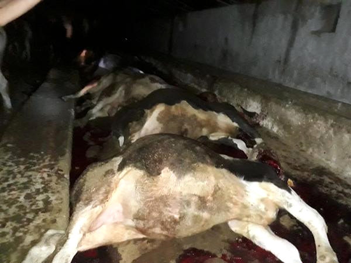Ahıra Yıldırım Düştü; 21 Büyükbaş Hayvan Telef Oldu