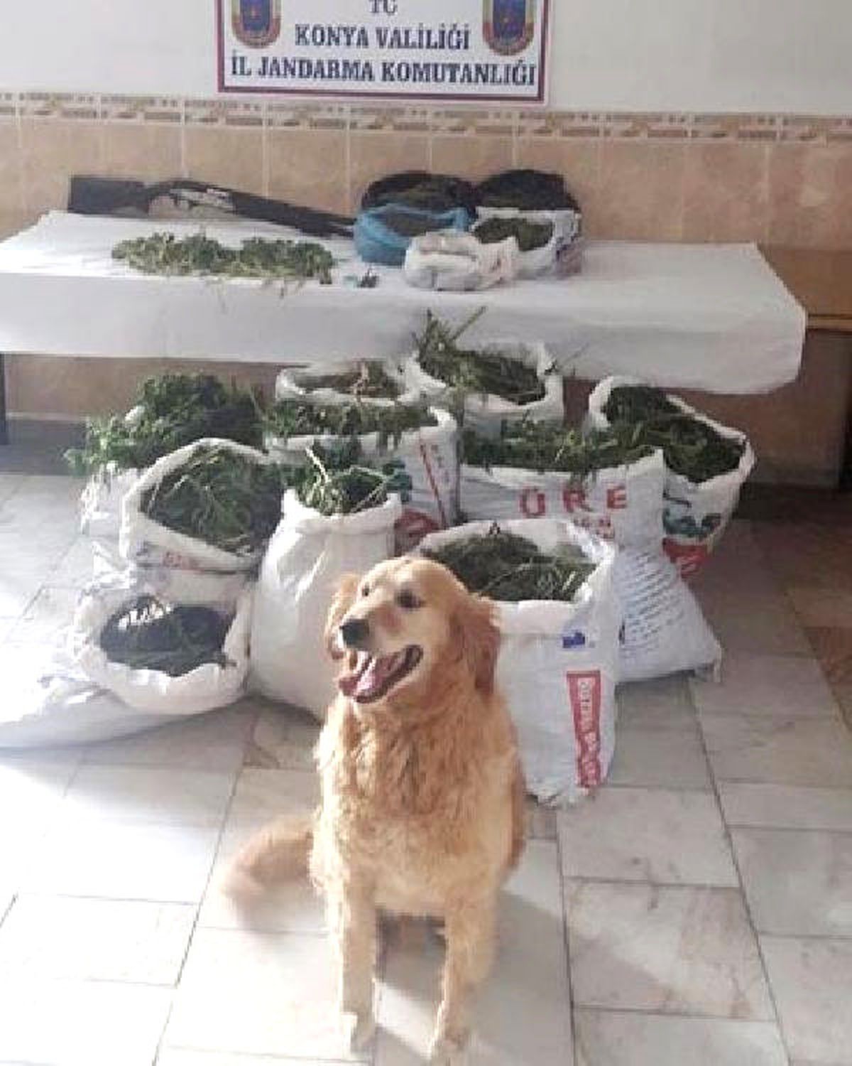 Akşehir\'de Uyuşturucu Operasyonu: 1 Gözaltı
