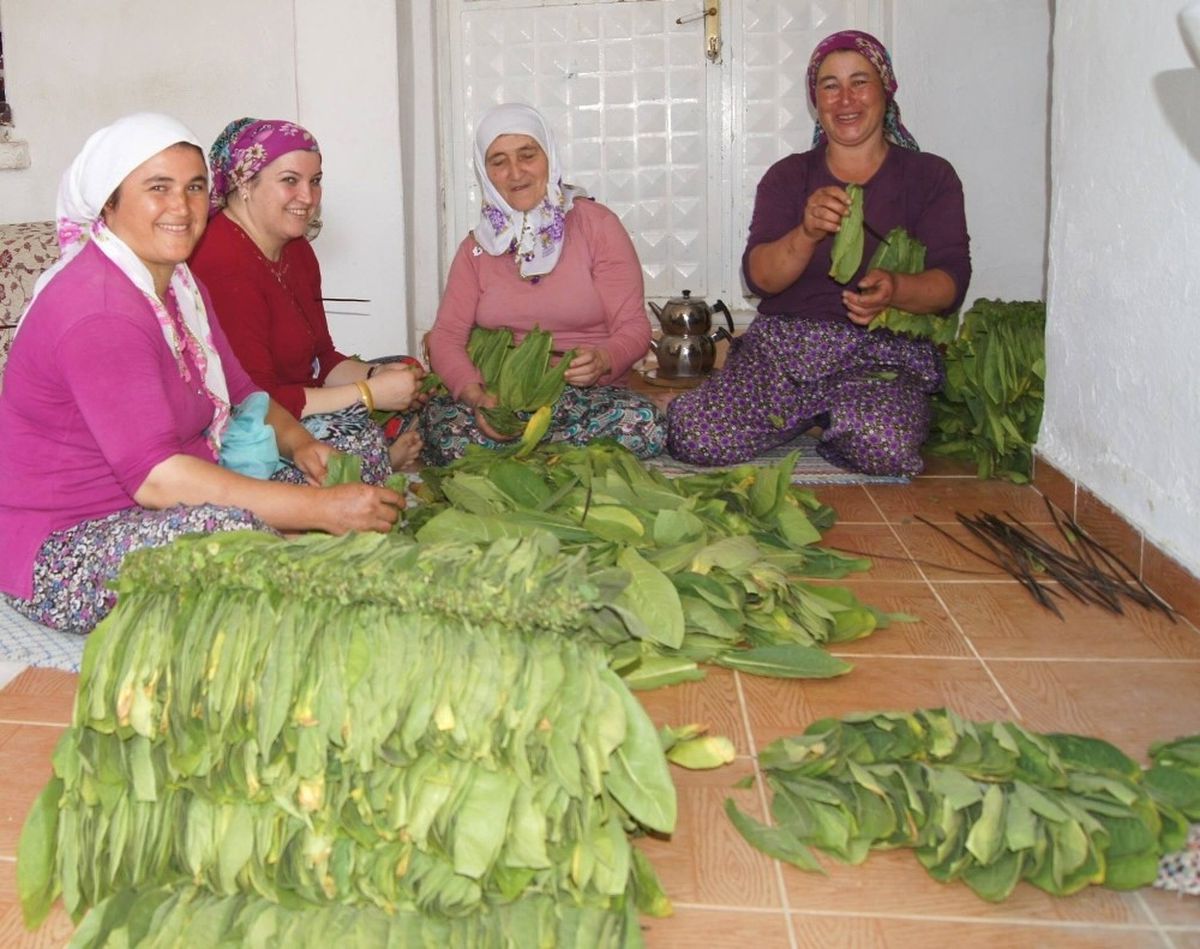 Aydın\'da Tütün Kırımı Başladı