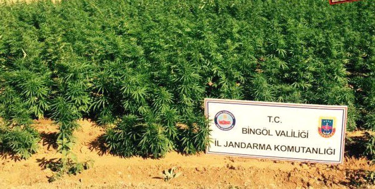 Bingöl\'de 50 Bin Kök Hint Keneviri Ele Geçirildi