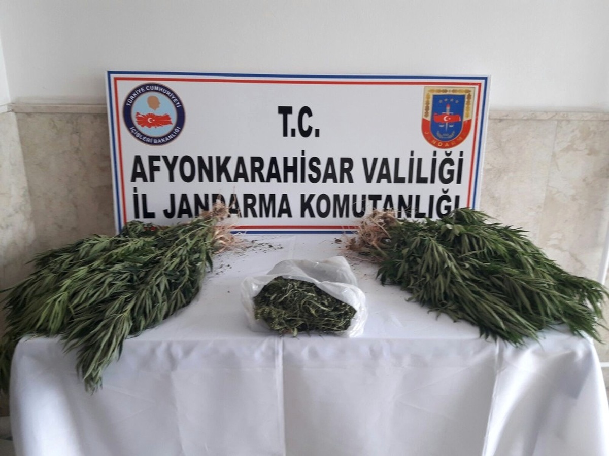 Jandarma Tarlasına Hin Keneviri Eken Şahsı Gözaltına Aldı