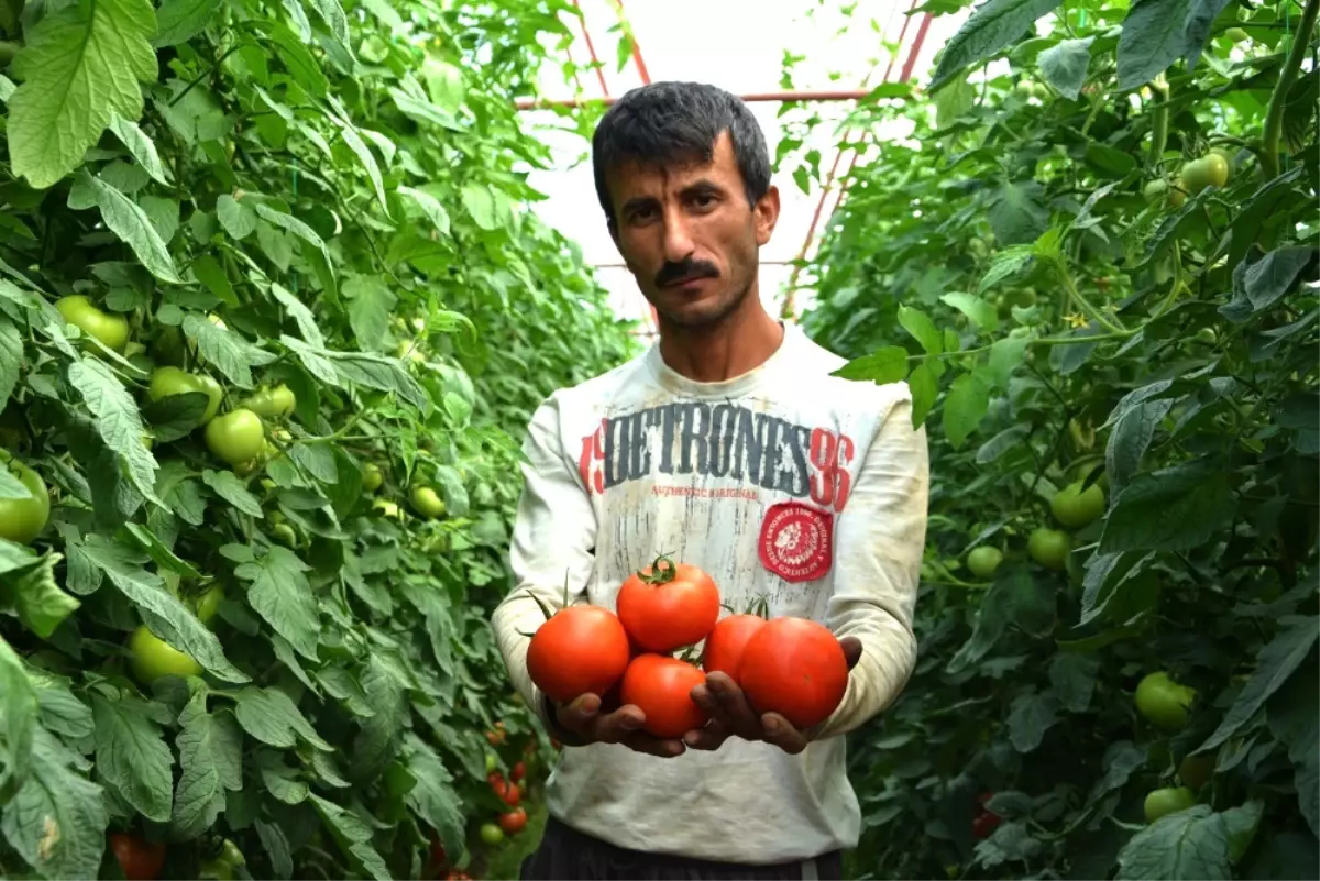 Karatay\'ın Domates Açıklamasına Tepki Bitmiyor