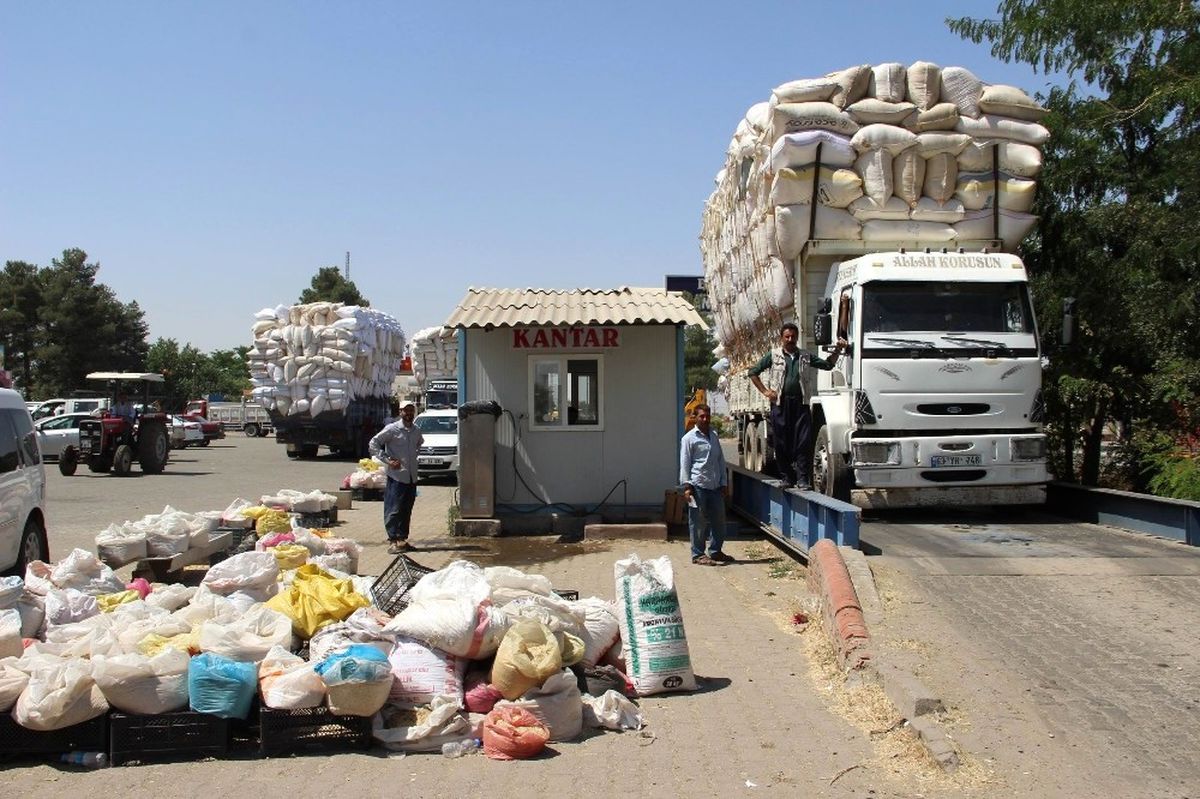 Saman, Arpa ve Buğdayla Yarışıyor