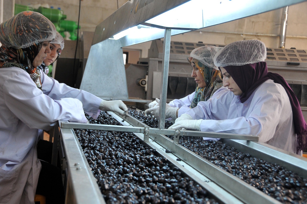 Suudi Arabistan\'a 130 Ton Zeytin ve Zeytinyağı İhraç Edildi