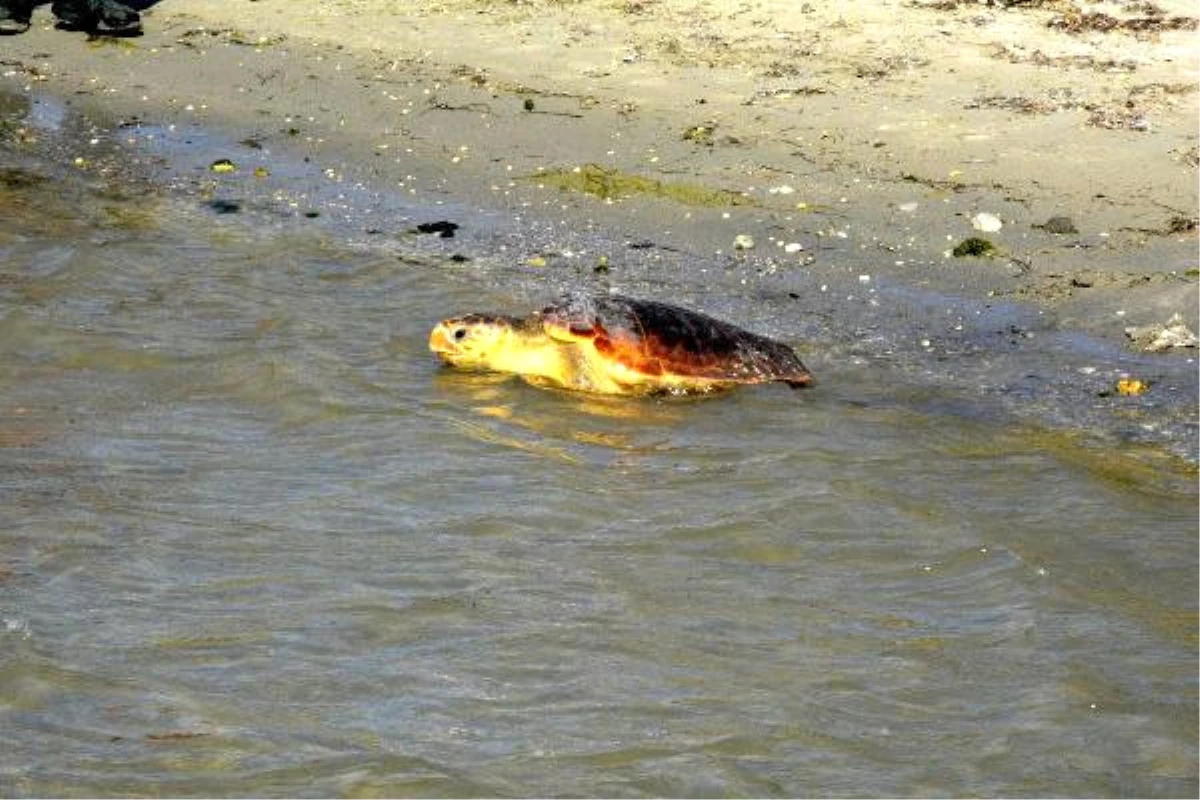 Tedavi Edilen 2 Caretta Caretta Denize Bırakıldı
