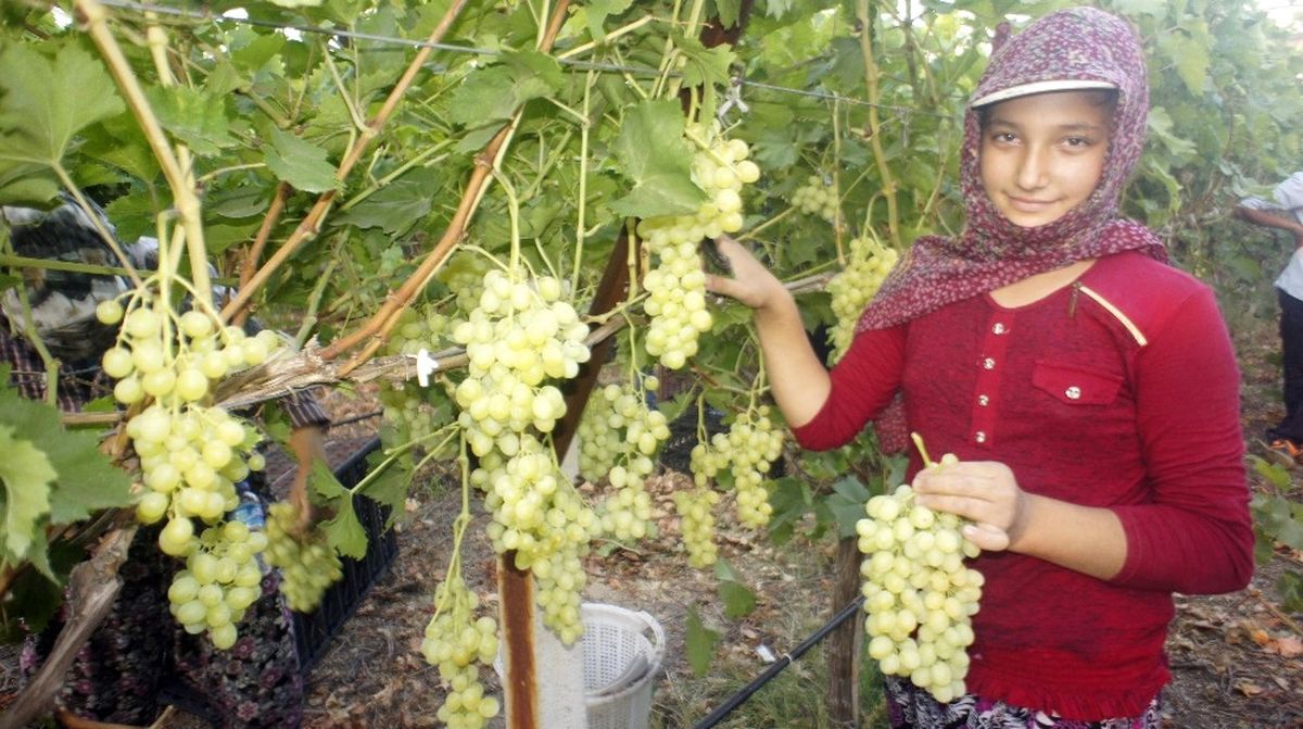 Türkiye\'nin Üzüm Ambarında Hasat Dönemi