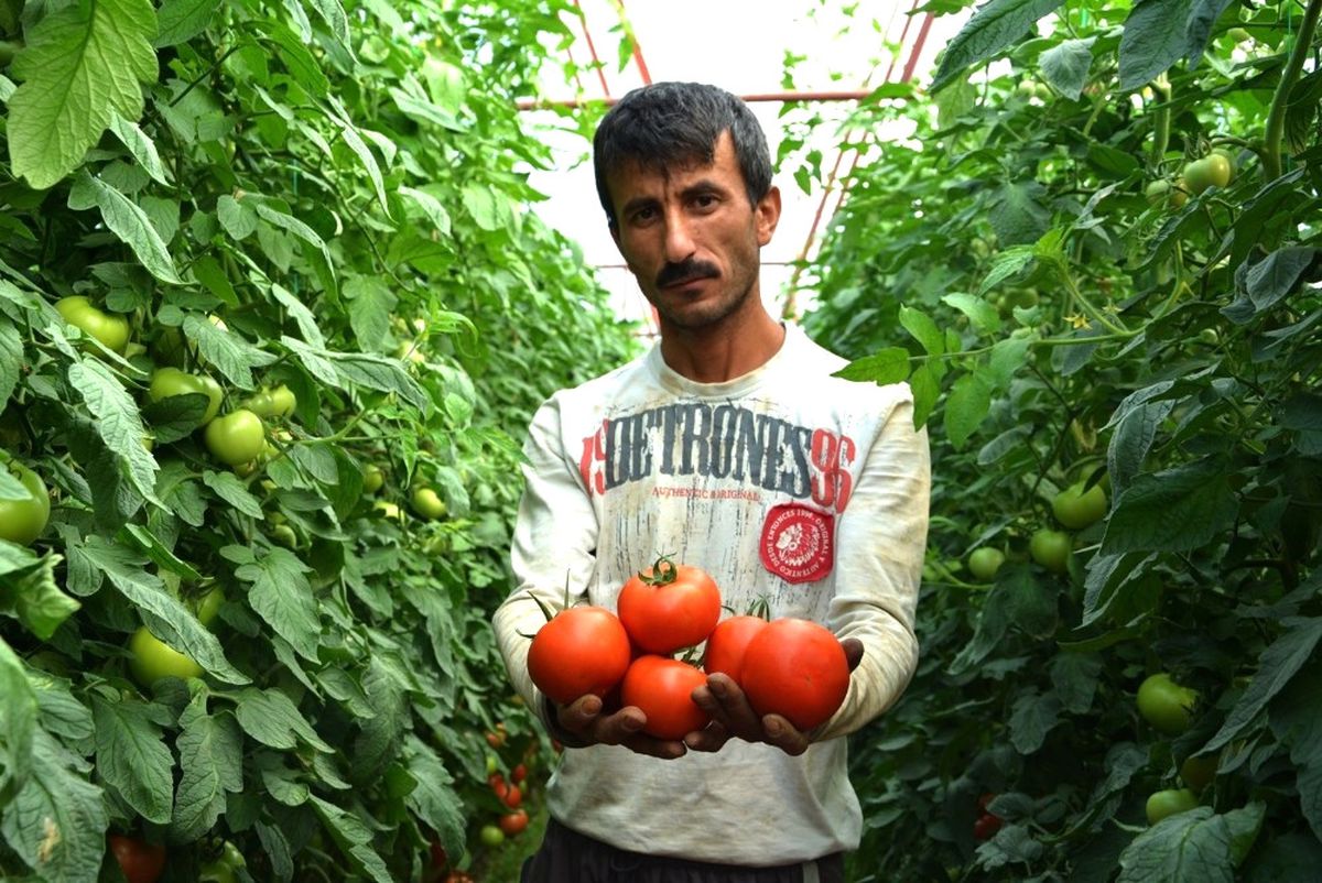 Üreticilerden Canan Karatay\'ın Domates Açıklamasına Tepki