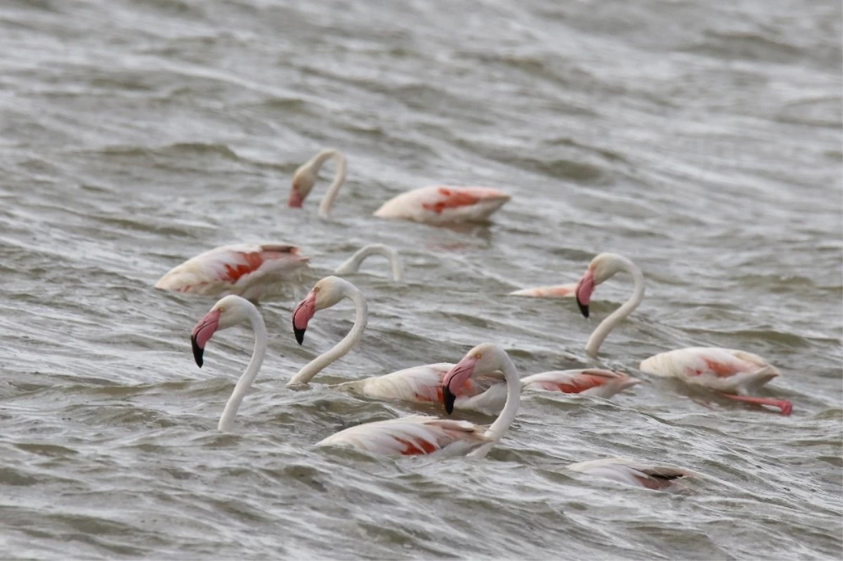 Van Gölü Flamingoları Ağırlıyor