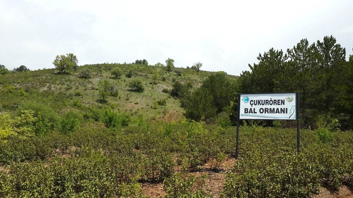 Arıcıların Yüzü Bal Ormanları ile Gülüyor