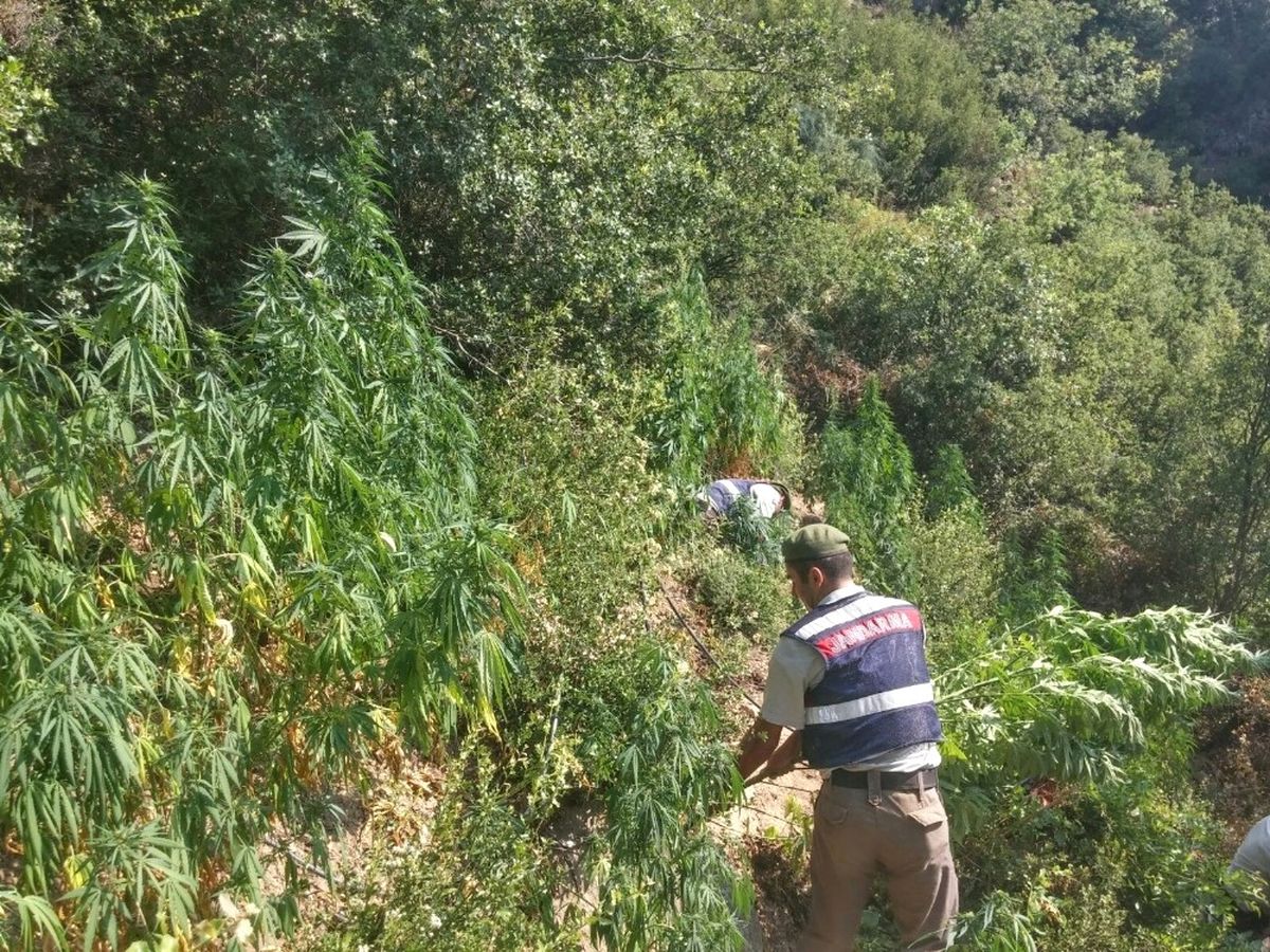 Bozdoğan\'da Uyuşturucu Operasyonu, Gözaltına Alınan Baba Oğul Tutuklandı