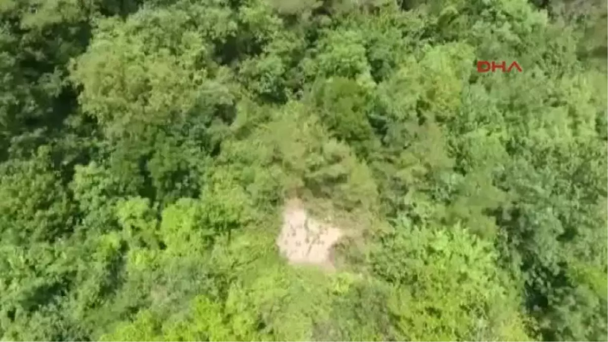 Bursa Jandarma, Kamu Arazisine Ekilen Keneviri Drone Ile Tespit Etti