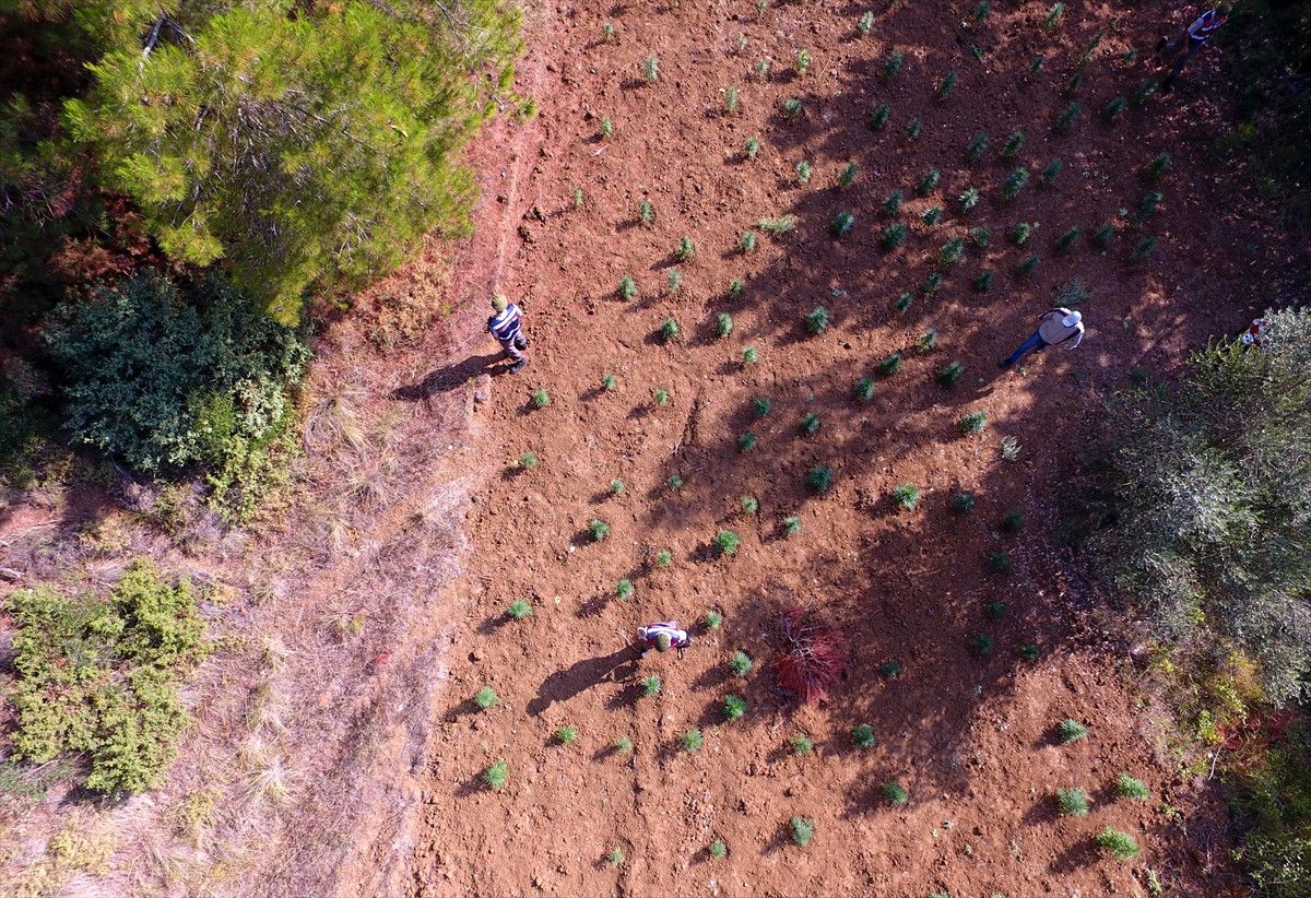 Çanakkale\'de "Drone" Destekli Hint Keneviri Operasyonu