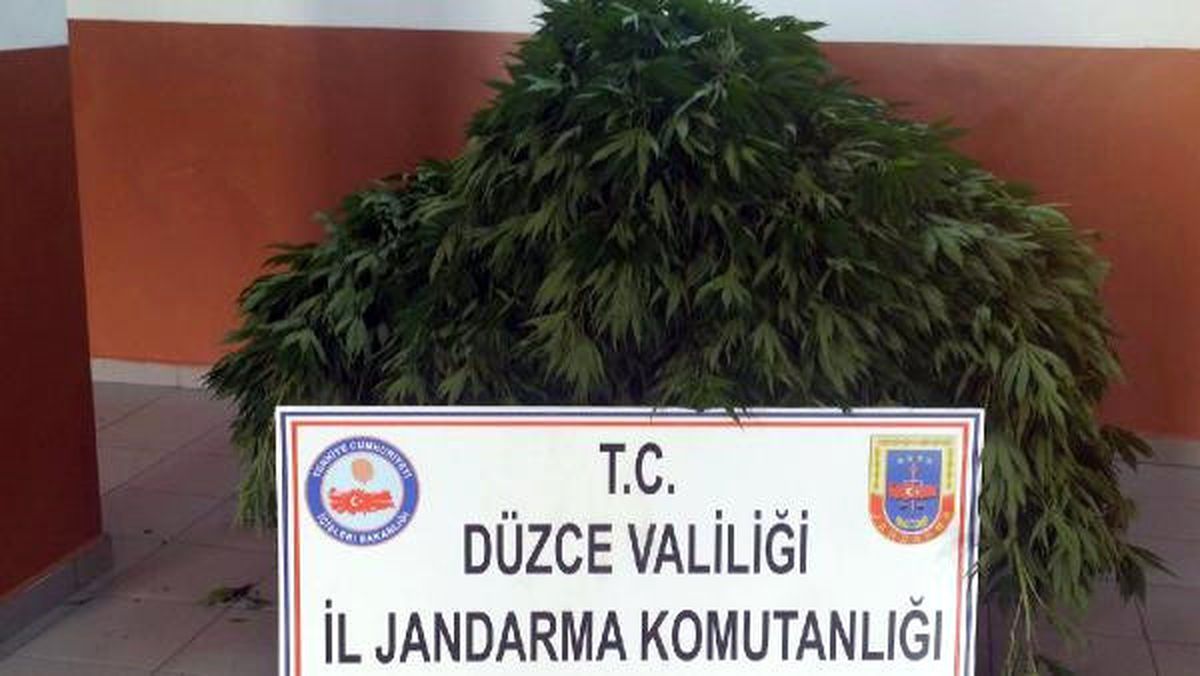 Düzce\'de Jandarmadan Uyuşturucu Operasyonu