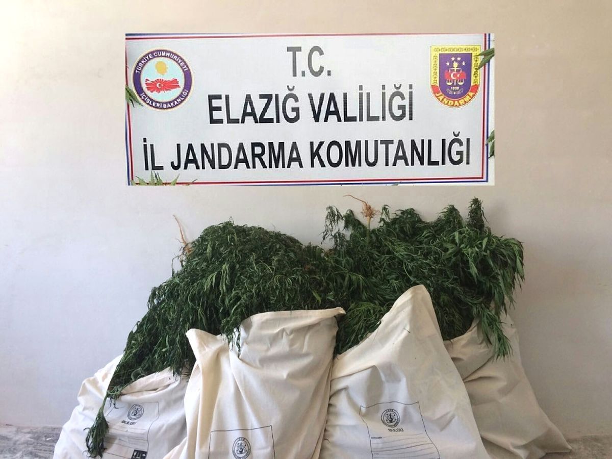 Elazığ\'da 7 Bin Kök Hint Keneviri ve 51 Kilo Esrar Ele Geçirildi