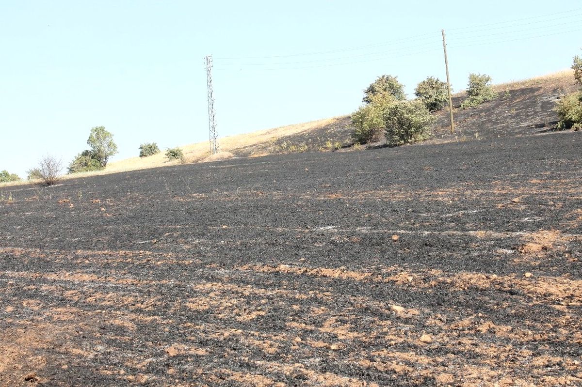 Elazığ\'da Ot Yangını, Ağaçlara Zarar Verdi