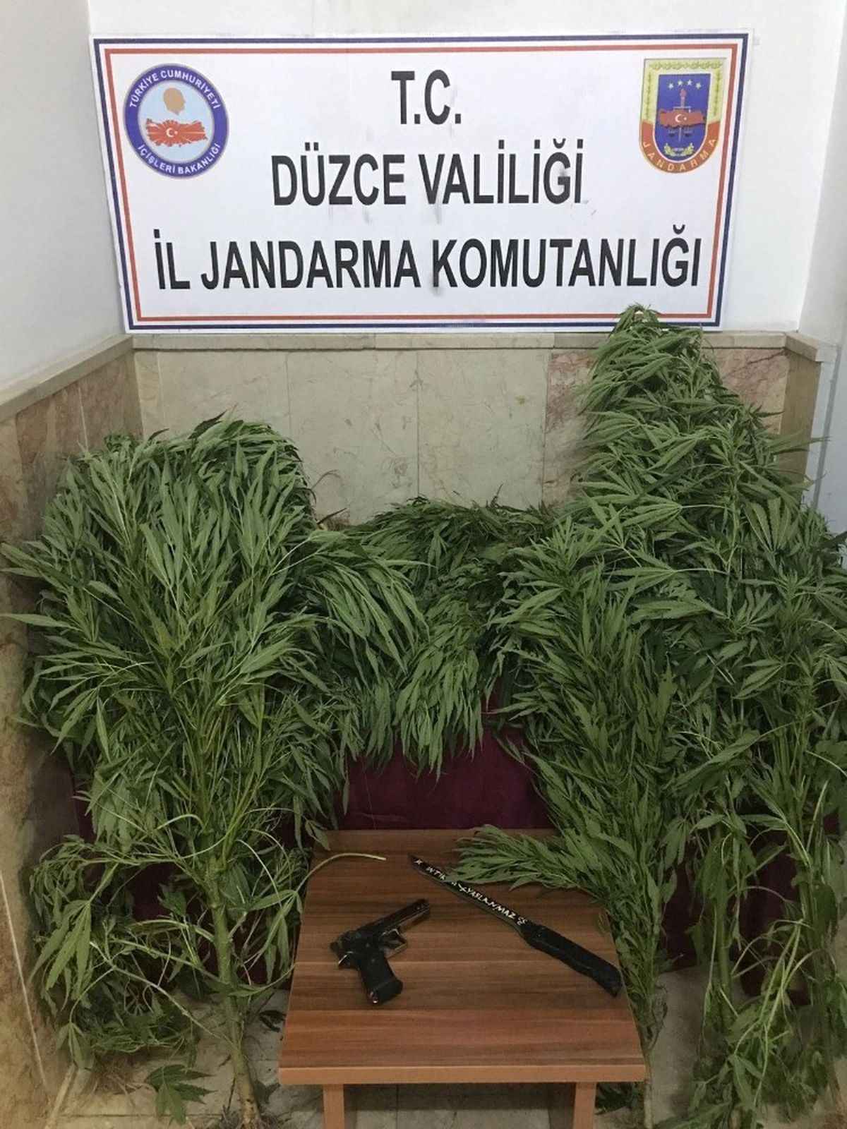 Evinin Bahçesinde Sebze Yerine Kenevir Yetiştirdi