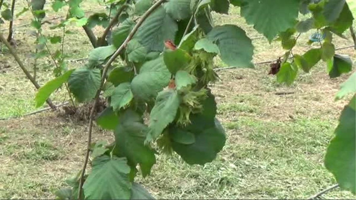 Ferrero Fındık Yetkilileri Üretici ile Bir Araya Gelerek Bahçe Günleri Yapıyor