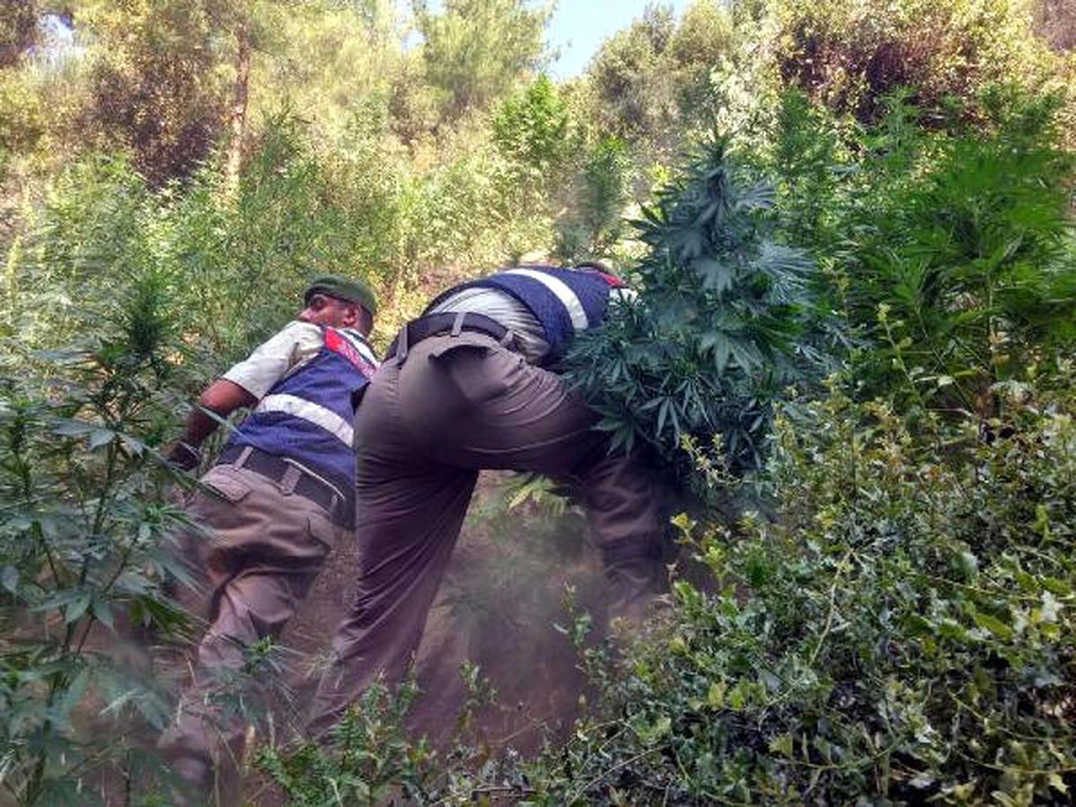 Hintkeneviri Yetiştiren Baba-oğul Tutuklandı