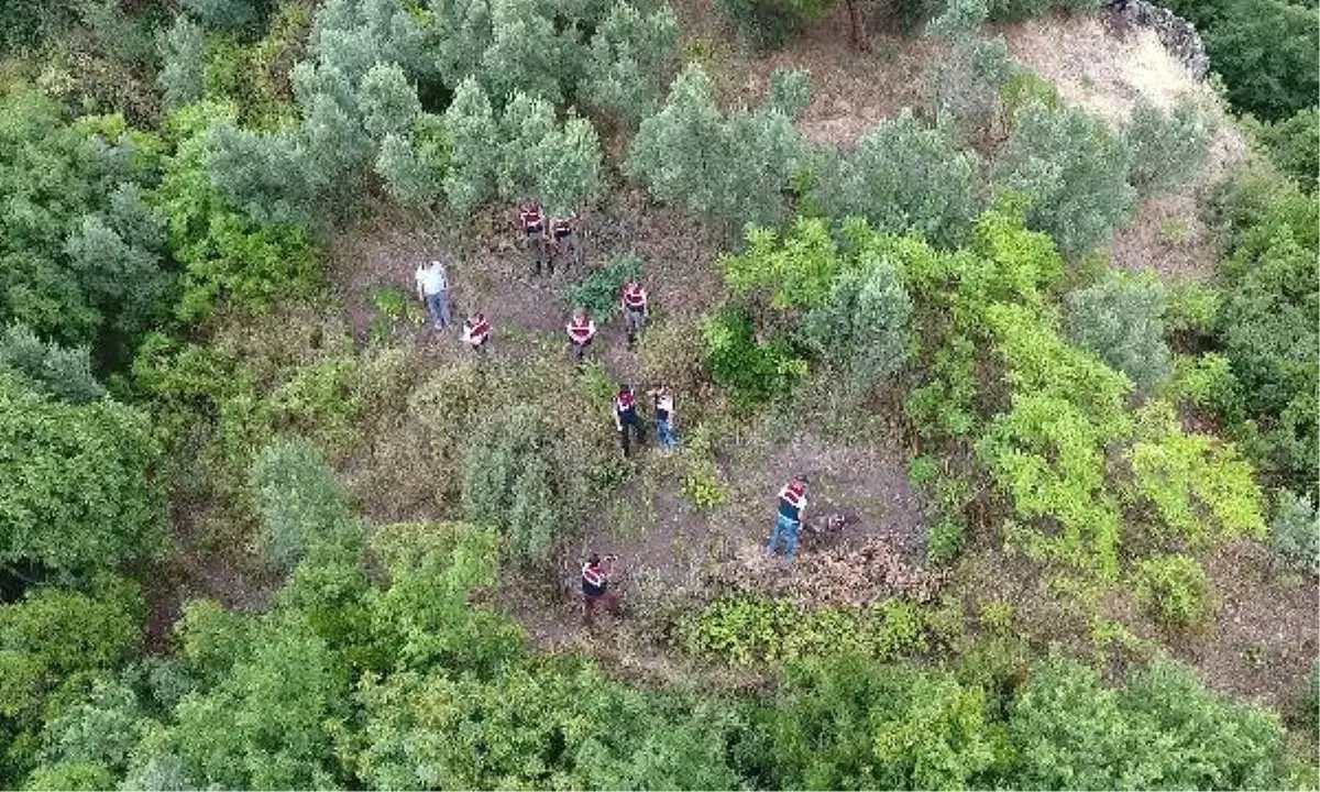 Jandarma, Kamu Arazisine Ekilen Keneviri Drone ile Tespit Etti