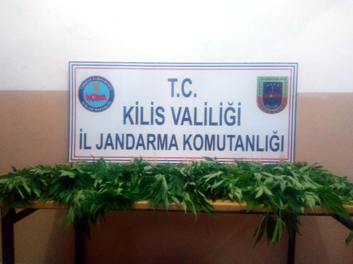 Musabeyli\'de 48 Kök Hintkeneviri Ele Geçirildi