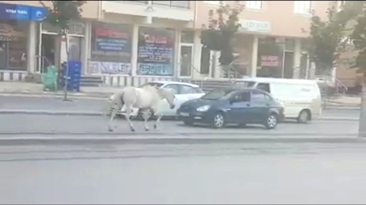 Tramvay Yolunda Sahipsiz At
