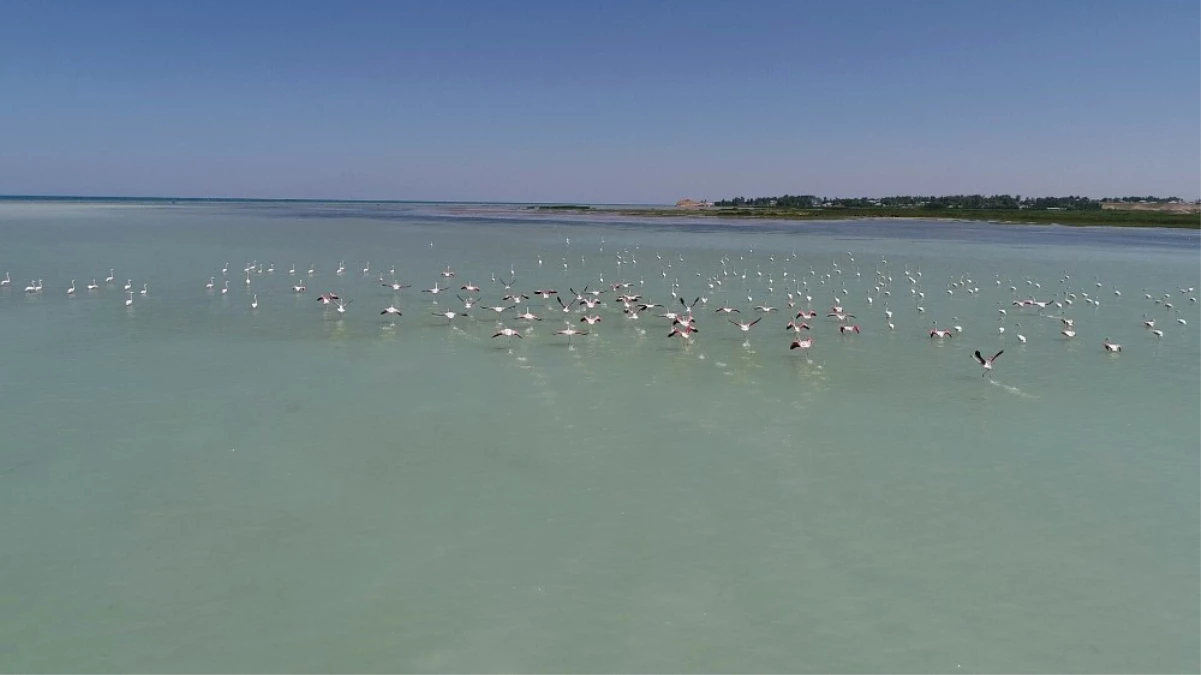 Van Gölü\'nde Flamingoların Dansı