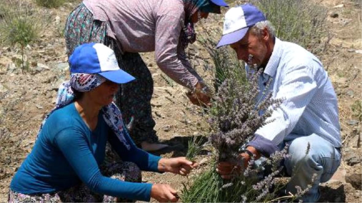 Burdur\'da Lavanta Hasadına Başlandı