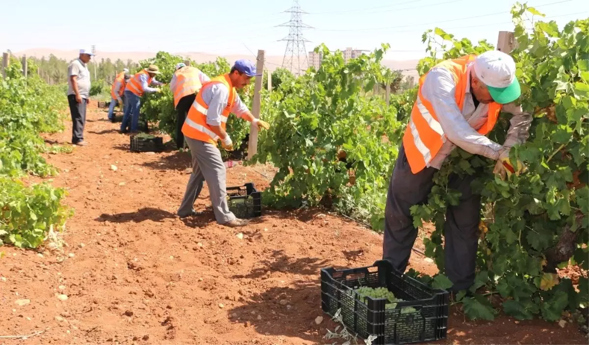 Büyükşehir\'den Dar Gelirli Ailelere Taze Meyve İkramı