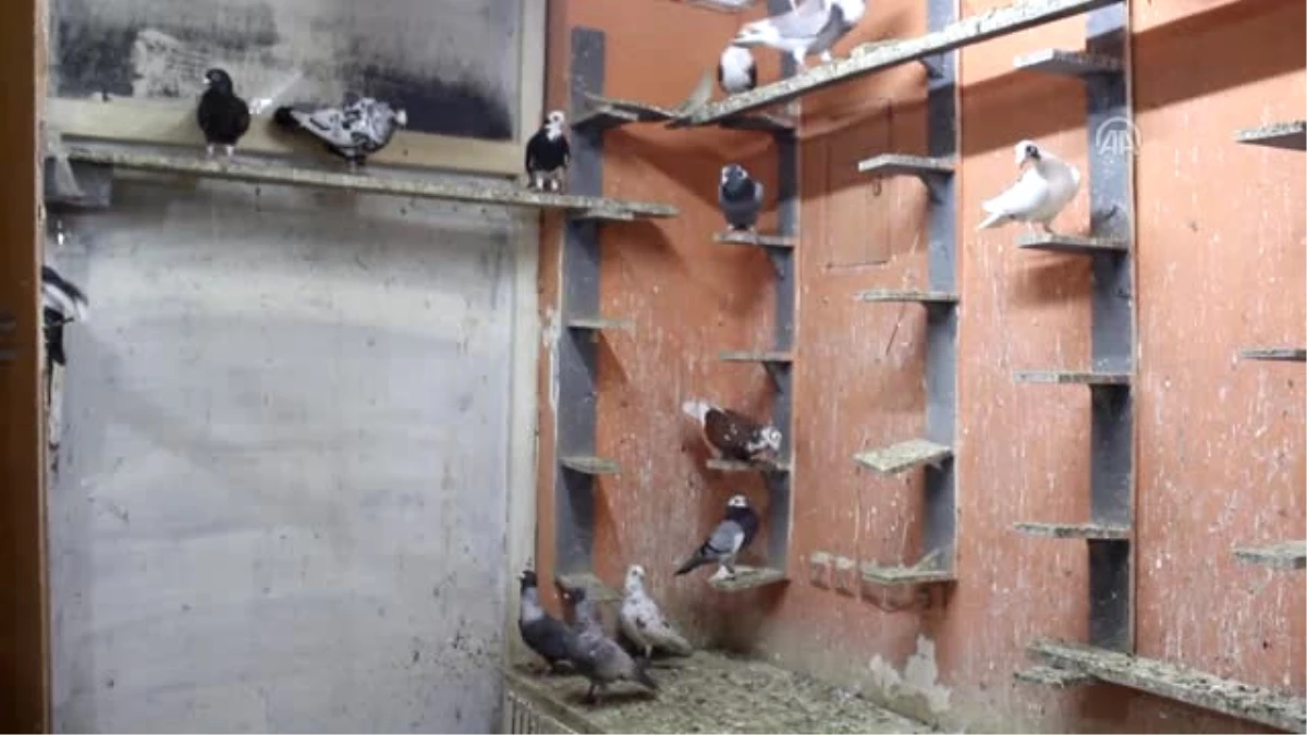 Çoraplı Güvercinler, Rahat Edebilmeleri Için Kırpılıyor