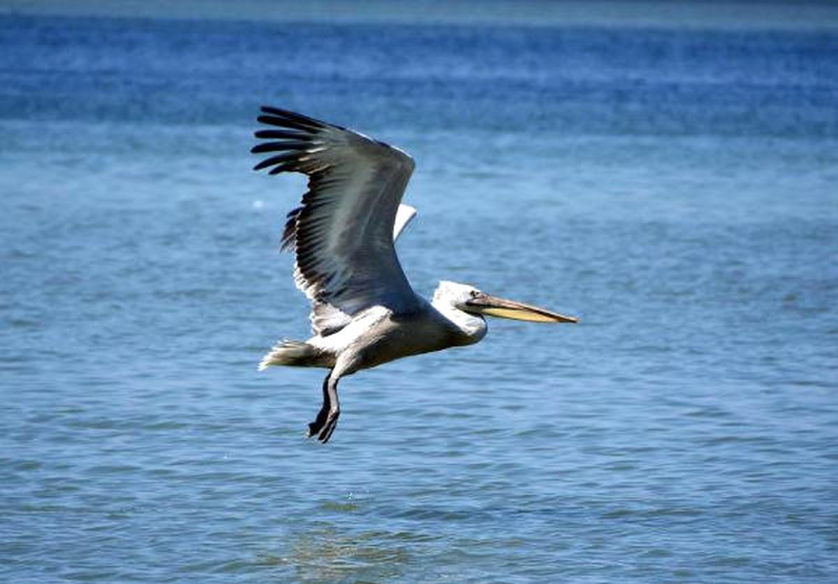 İzmir Körfezi, Pelikanların Mekanı Oldu