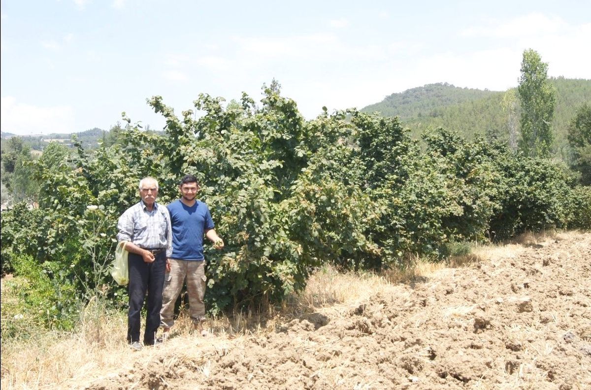 Karadeniz\'de Değil, Aydın\'da Üretiliyor