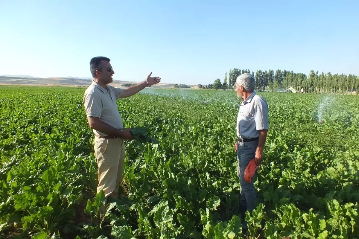 Malazgirtli Pancar Üreticileri Kotanın Kaldırılmasını İstiyor