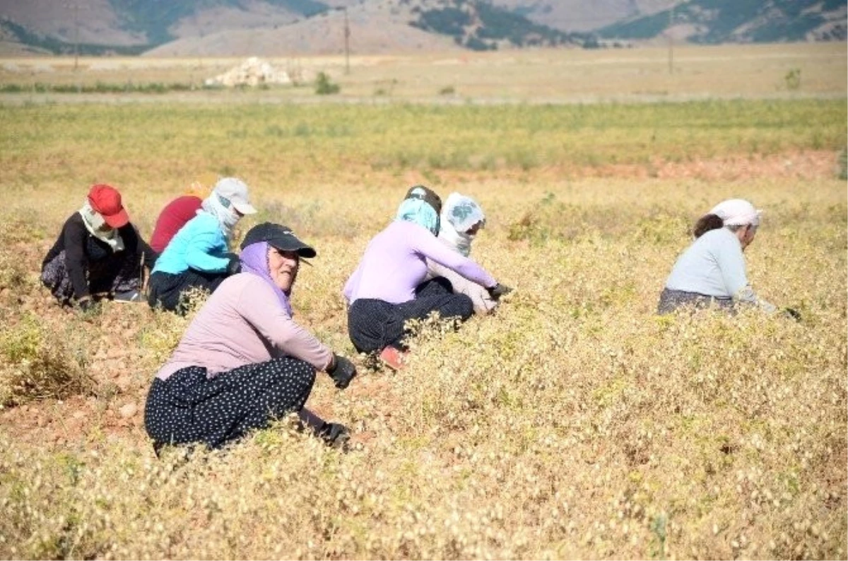 Nallıhan\'da Yağmur ve Güneş Nohut Üreticisinin Yüzünü Güldürdü