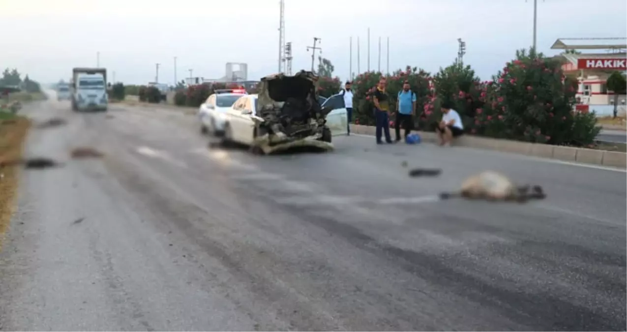 Otomobil Karşıdan Karşıya Geçen Hayvan Sürüsüne Çarptı: 30 Hayvan Telef Oldu