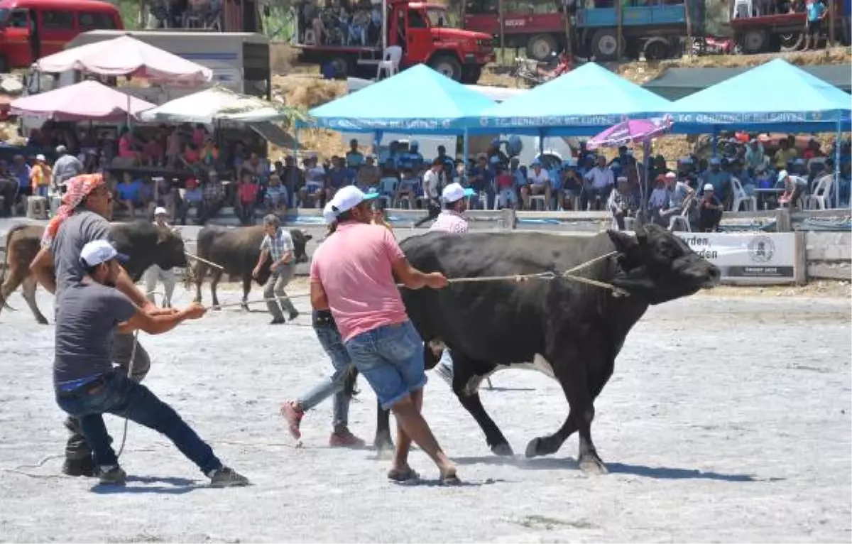 Boğalar Alagüllü Arenası\'nda Güreştirildi