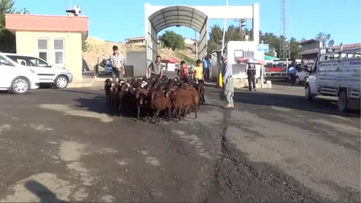 Diyarbakır Hayvan Borsasında Durgunluk