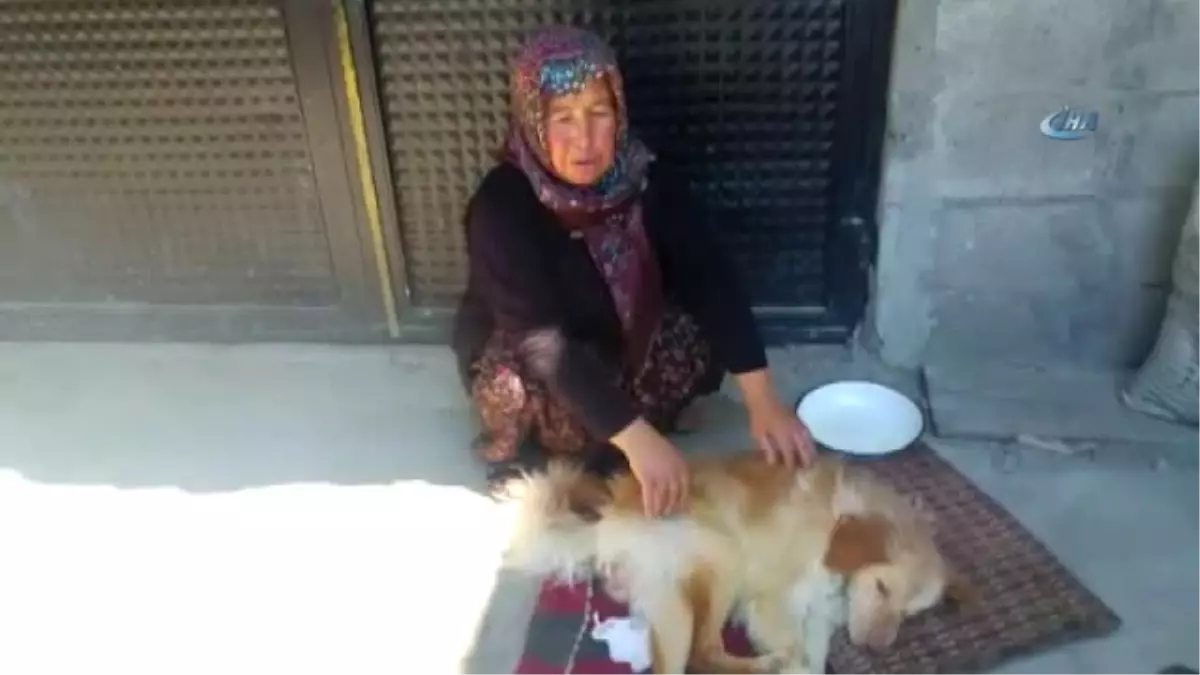 Felçli Köpeğe Anne Şefkati