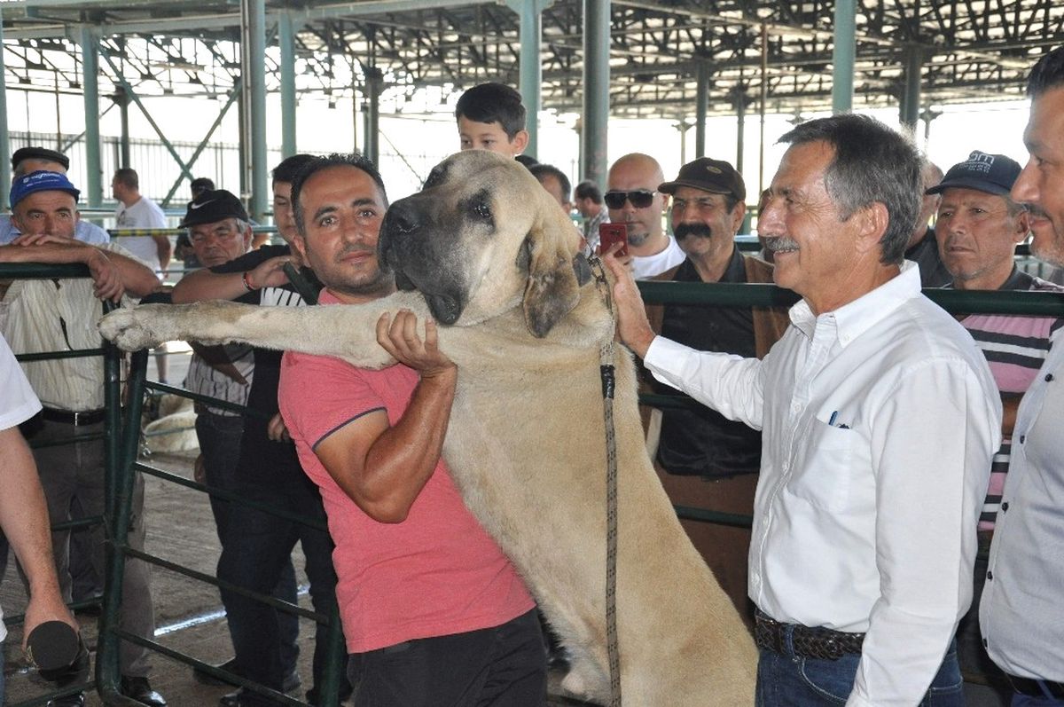 Küçükbaş Çoban Festivali\'ne Yoğun İlgi