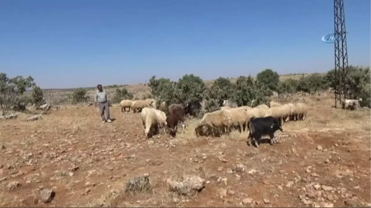 Midyat\'ta Kurbanlık Fiyatları El Yakıyor