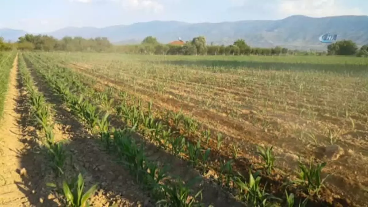 Patates ve Karpuzdan Sonra Gözler Mısırda